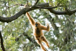 Hoolock Gibbons tour in Assam