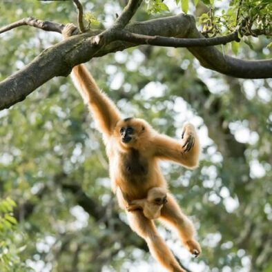 Hoolock Gibbons tour in Assam
