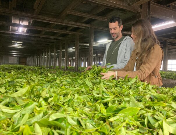 Munnar tour from Kochi