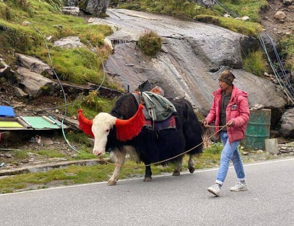 sikkim farm stay tour from Kolkata