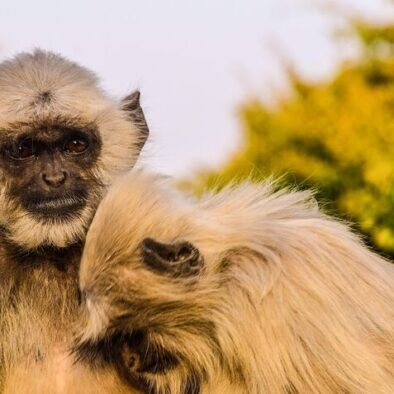 Kumbhalgarh Fort and Ranakpur Jain Temple