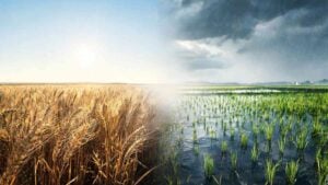 Wheat rabi winter crop rice kharif monsoon crop India farming calendar diagram