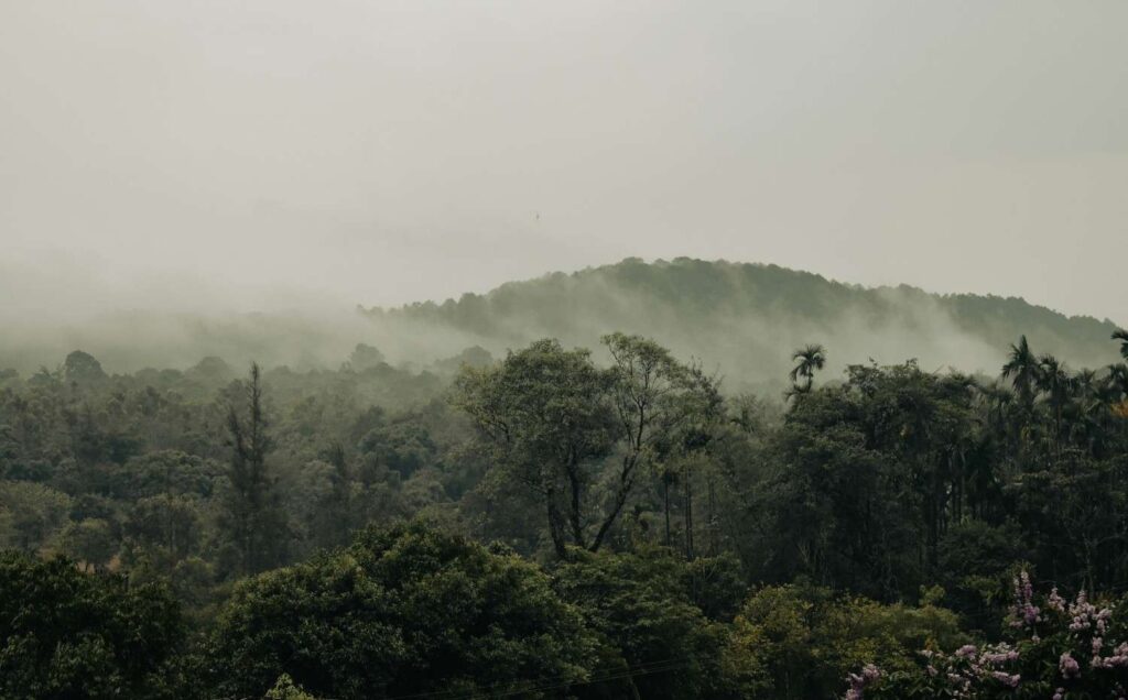 Misty rainforest canopy at Agumbe in the Western Ghats, Karnataka, India