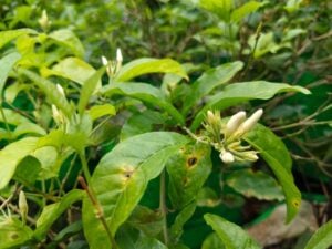 Shankarapura mallige jasmine plant buds Udupi district coastal Karnataka Jasminum sambac harvest